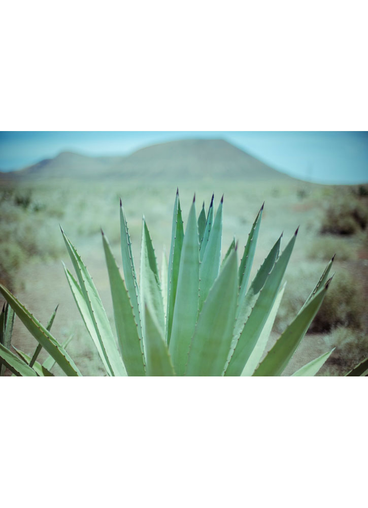 Image of Сыворотка с Алоэ Вера Yucatán