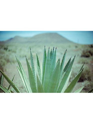 Image of Сыворотка с Алоэ Вера Yucatán